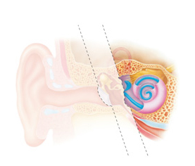 oreille_interne